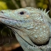 iguana_blue_qebp_gc_h_0214_cay0692.jpg